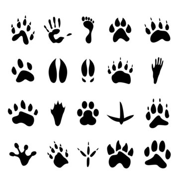 Collection of 20 animal and human footprints