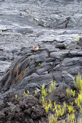 Hawaii Volcanoes National Park, USA..