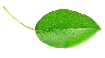 Single isolated leaf