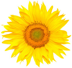 Obraz premium Sunflower