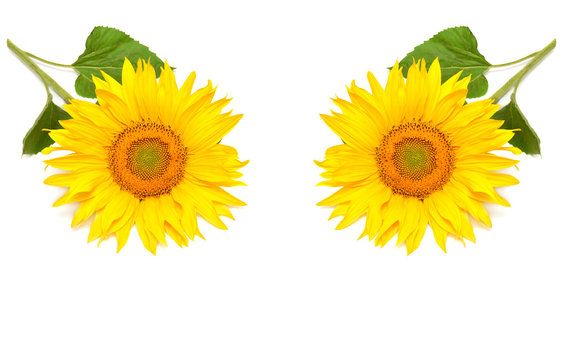 Sunflowers collection