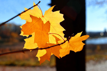 Yellow maple branches