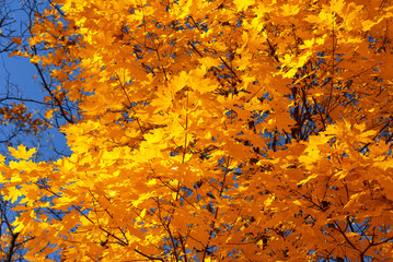 Yellow maple branches