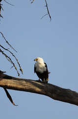 African fish eagle, Naivasha Lake, Kenya
