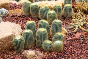 Fototapeta na wymiar Thermal plants cactus plant group.
