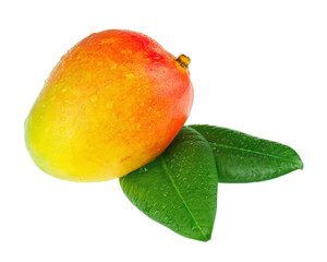 Fresh mango fruit with green leaves isolated on white background