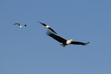 African fish eagle in fly, Naivasha Lake, Kenya