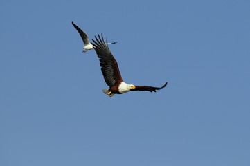African fish eagle, Naivasha Lake, Kenya