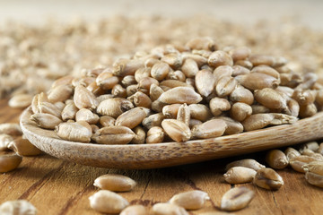 wheat grains in wooden spoon