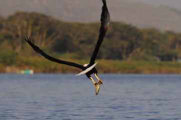 African fish eagle attacks fish at Naivasha Lake, Kenya