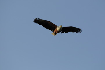 Fototapeta na wymiar African Fish Eagle (Haliaeetus vocifer).
