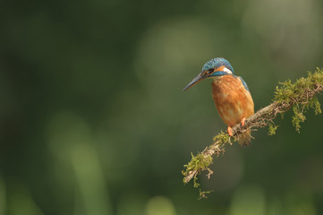 Kingfisher