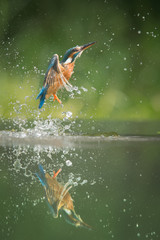 Fototapeta na wymiar Kingfisher