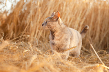 Cat in field of wheat