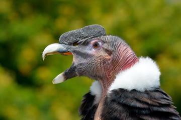 Andean Condor (Vultur gryphus)
