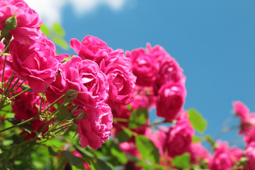 Fototapeta premium pink garden roses