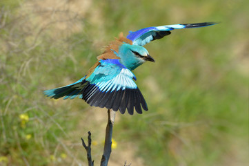 european roller (coracias garrulus) outdoor