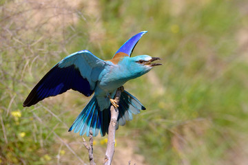 european roller (coracias garrulus) outdoor