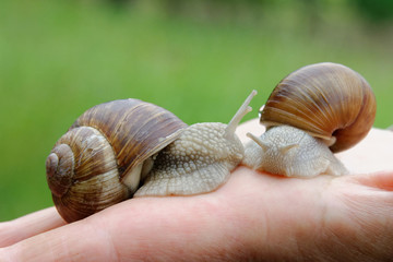 deux escargots de Bourgogne dans la main