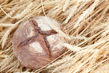 Freshly baked traditional bread in field of wheat