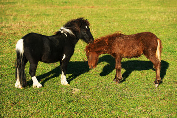Young colts on a meadow