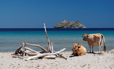 vaches du cap corse