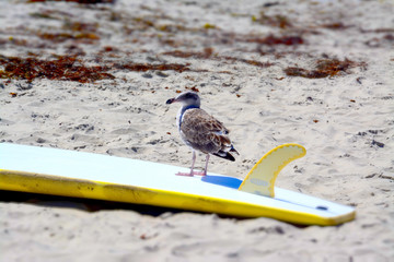 San Diego - Californie - Etats-Unis