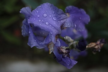 bocca di leone viola