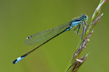 Blaue Libelle