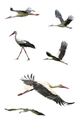 Flying stork © fotomaster