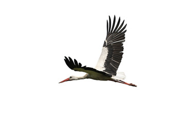 Flying stork © fotomaster