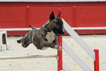 bull terrier en agility