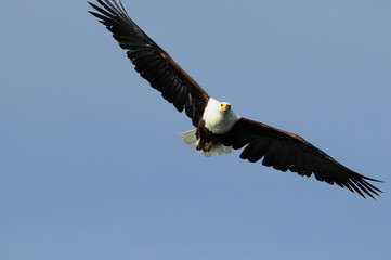 African fish eagle in fly at Naivasha Lake, Kenya