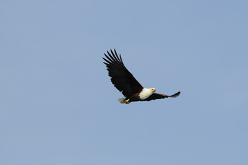 African fish eagle in fly at Naivasha Lake, Kenya