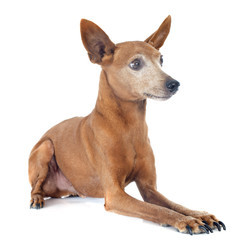 miniature pinscher