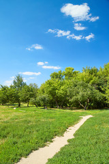 summer landscape