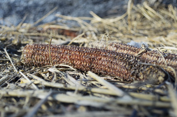 Corn Waste