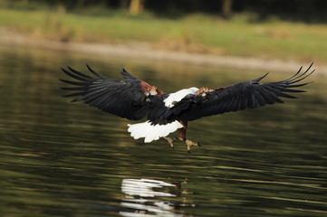 African fish eagle attacks fish at Naivasha Lake, Kenya
