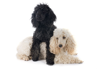 two poodles