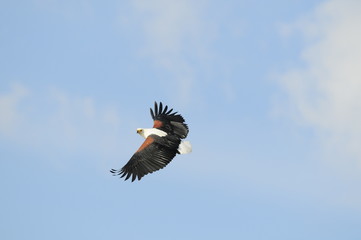 African fish eagle in fly at Naivasha Lake, Kenya