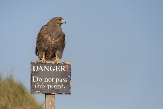 Hawk on Danger Sign