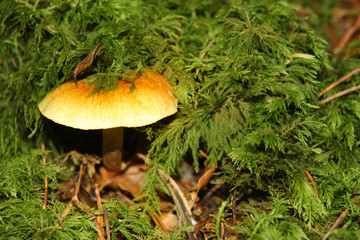 stockschwämmchen