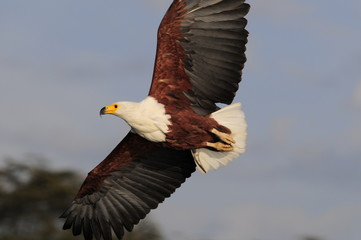 African fish eagle in fly, Naivasha Lake, Kenya