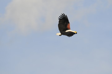African fish eagle in fly, Naivasha Lake, Kenya