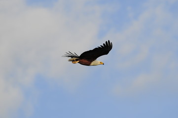 African fish eagle in fly at Naivasha Lake, Kenya