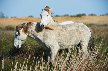 Two young white horses