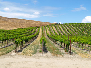 Californian vineyard