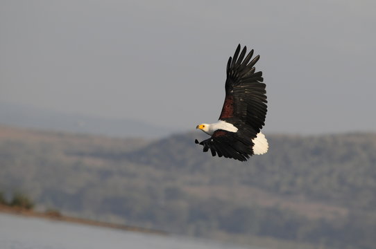 African fish eagle in fly at Naivasha Lake, Kenya