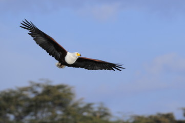 African fish eagle in fly at Naivasha Lake, Kenya