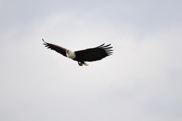 Fototapeta premium African fish eagle in fly at Naivasha Lake, Kenya